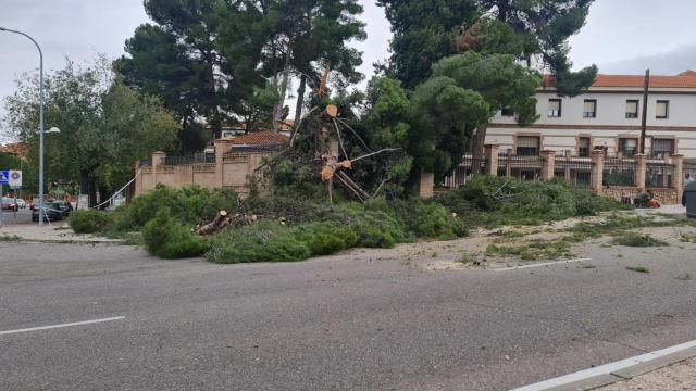 Un árbol caído junto a la residencia Santa Casilda de Toledo.