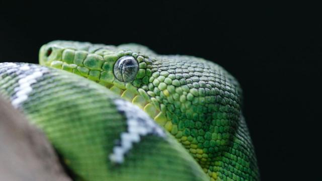 Imagen de una Boa esmeralda.