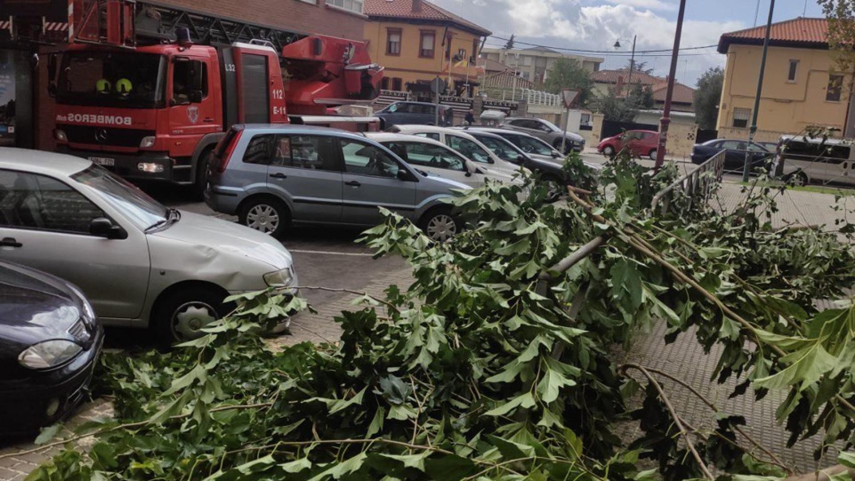 Temporal de viento y lluvia en León, con la caída de árboles y farolas