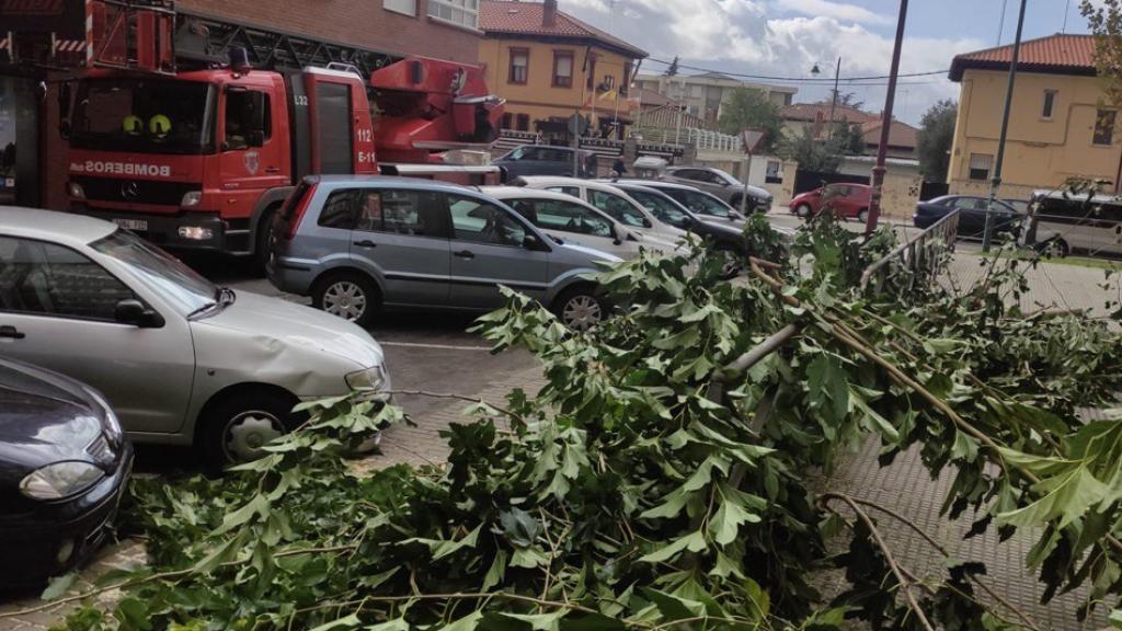 Temporal de viento y lluvia en León, con la caída de árboles y farolas