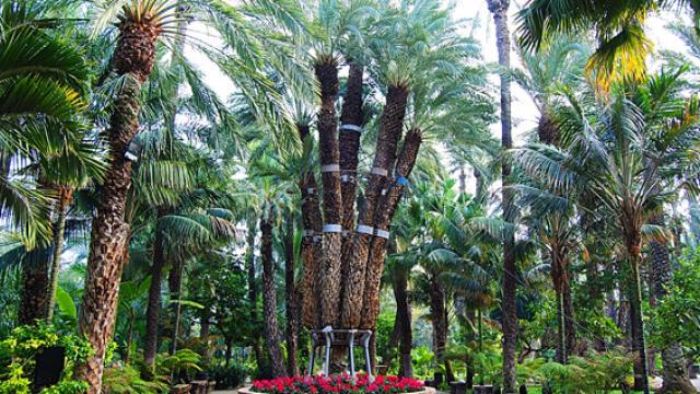 La Palmera Imperial del Huerto del Cura.