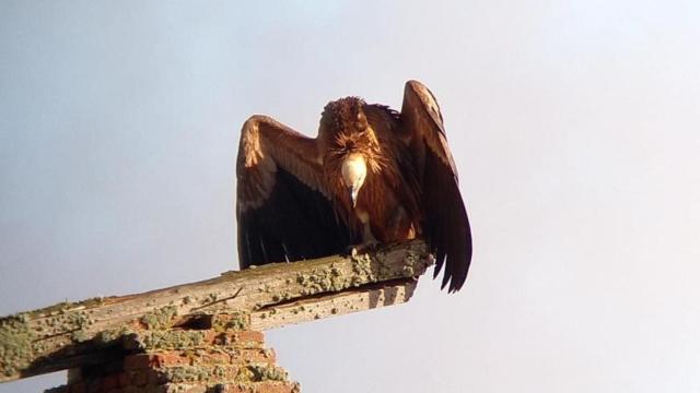 El ejemplar de buitre leonado