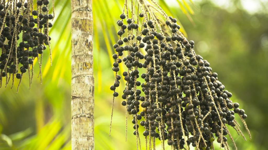 Imagen de archivo de una palmera de açaí ('Euterpe oleracea').