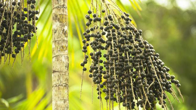 Imagen de archivo de una palmera de açaí ('Euterpe oleracea').
