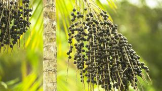 Imagen de archivo de una palmera de açaí ('Euterpe oleracea').