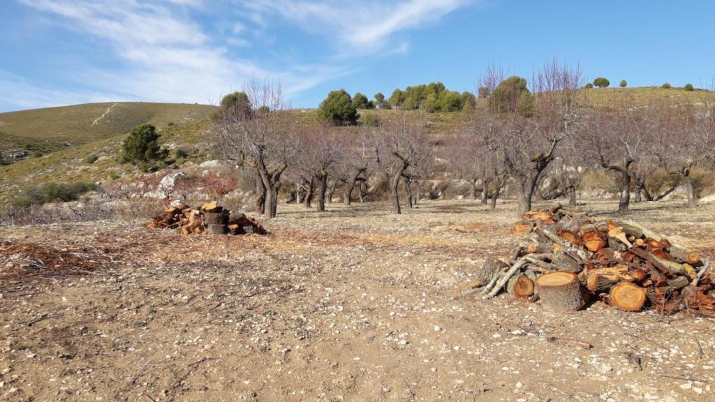 ASAJA Alicante pide a la Conselleria de Agricultura que no se olvide de cereza de Alicante