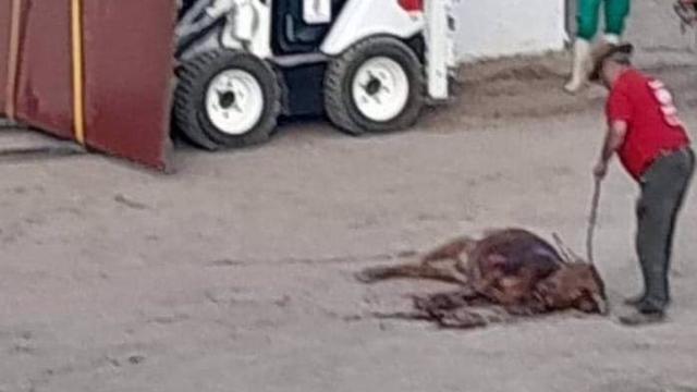 El cadáver del becerro en Pastrana (Guadalajara).