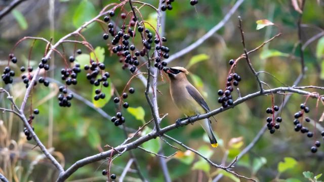 Imagen de un Ampelis americano comiendo bayas.