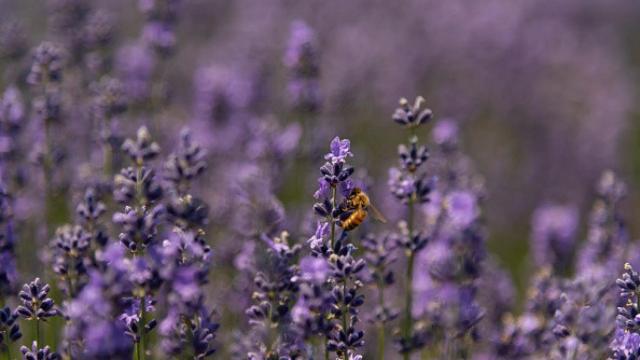 Un campo de lavanda, una flor útil para las fragancias