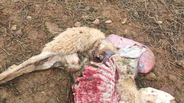 Ovejas atacadas por lobos en Zamora