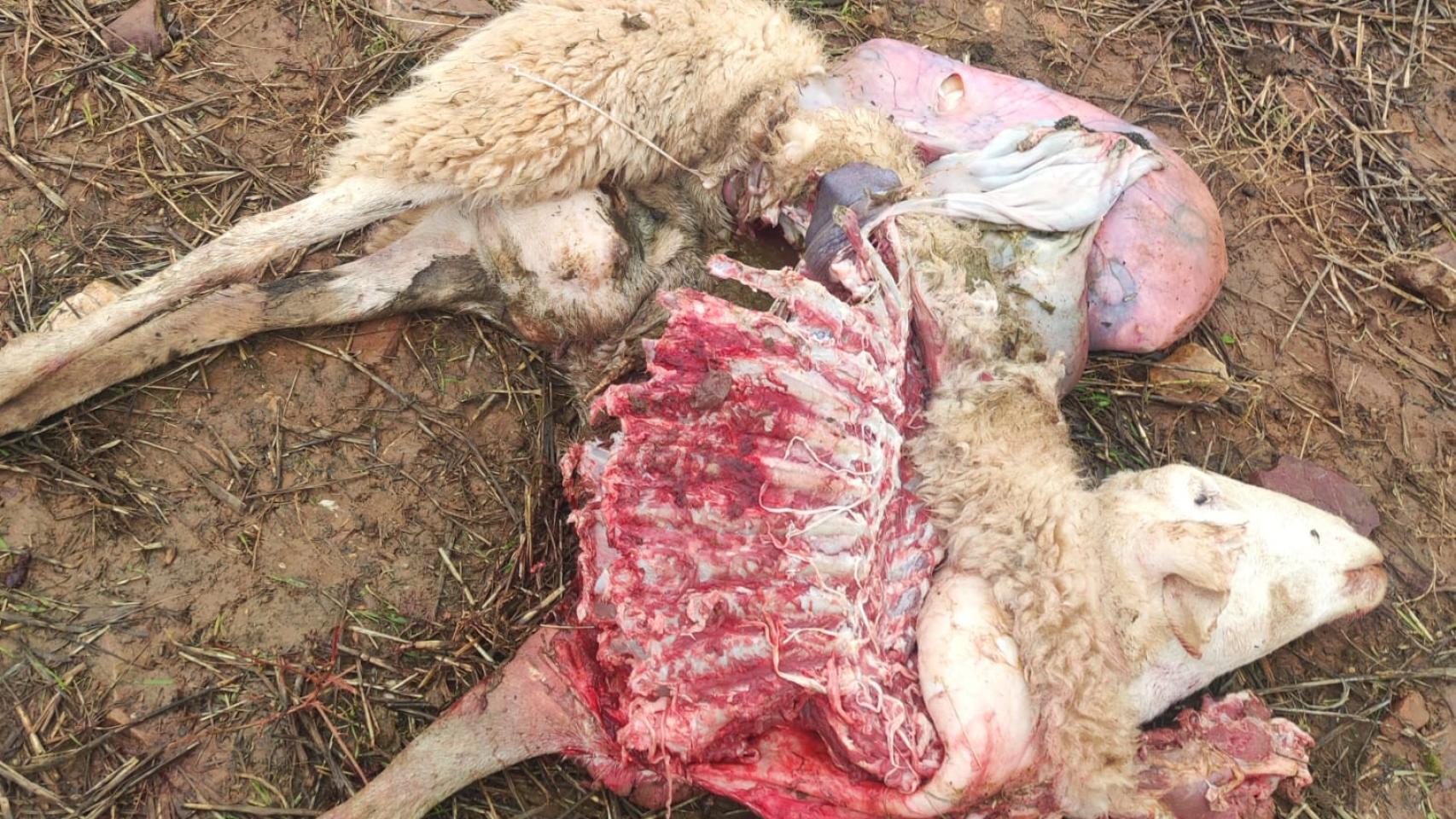 Ovejas atacadas por lobos en Zamora