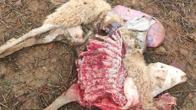 Ovejas atacadas por lobos en Zamora