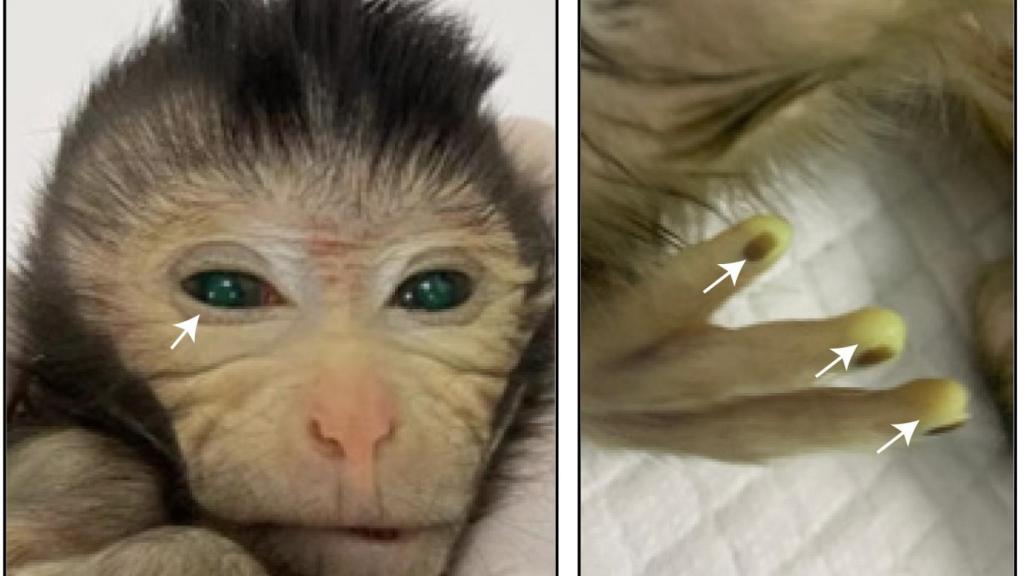 Las señales fluorescentes en el cuerpo del mono quimera que indican tejido crecido a partir de las células madre. Cell/Cao et al.