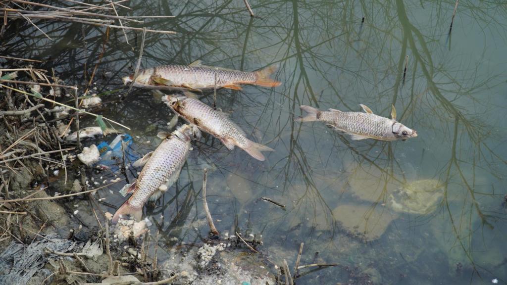 Peces muertos en la laguna.