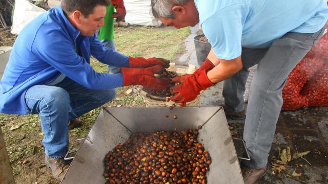 Recogida de castañas