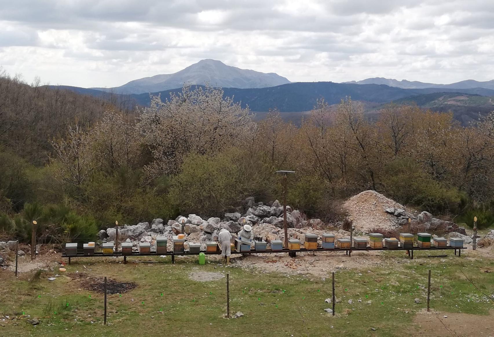 Las colmenas de Javier Miguel Fernández ubicadas en el pueblo Caminayo