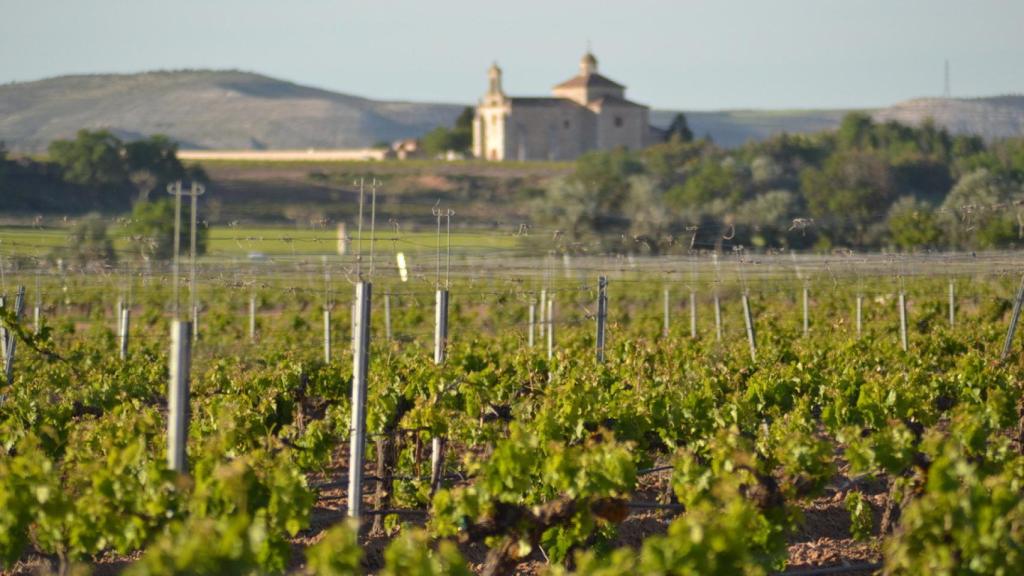 Los viñedos de la Bodega Cantamora