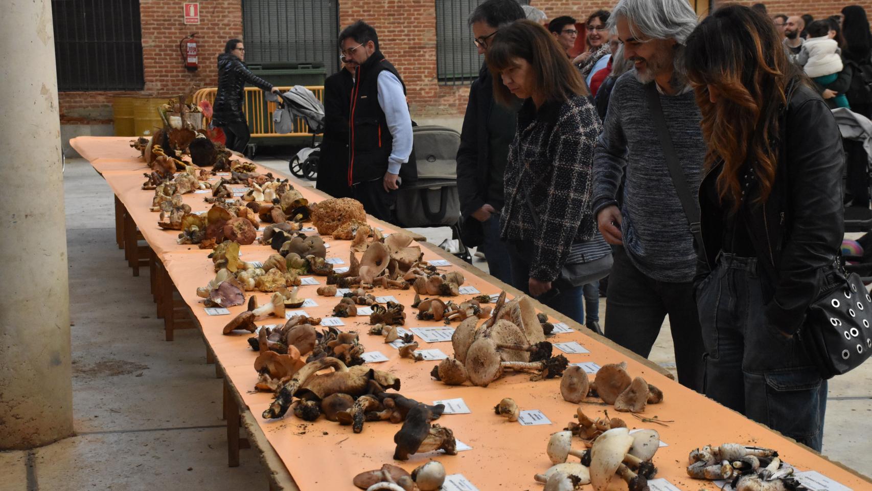 Las mejores imágenes de la clausura de las XIV Jornadas Micológicas y la VII Fiesta de la Exaltación del Níscalo