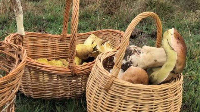 Setas. Imagen de archivo de E.C.G.