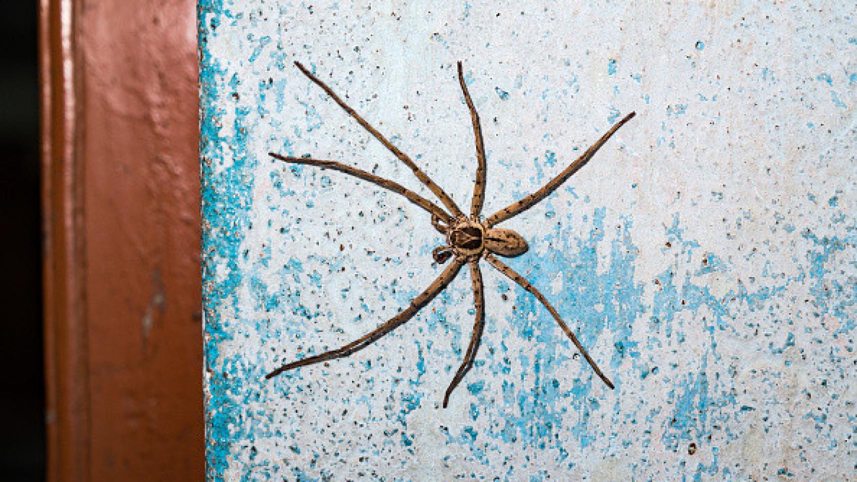 Detalle de una araña cazadora gigante.