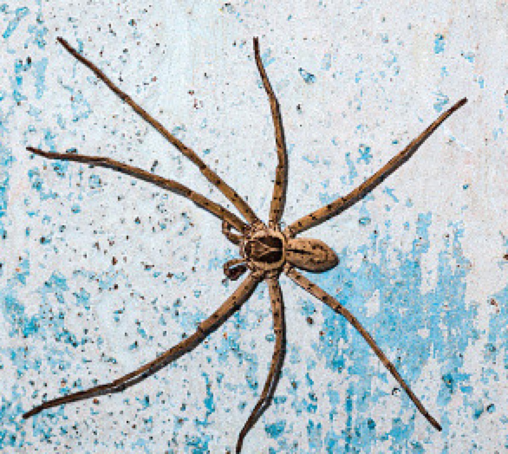 Detalle de una araña cazadora gigante.