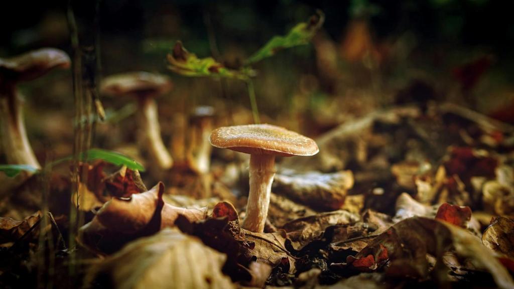 Imagen de detalle de una seta en el bosque