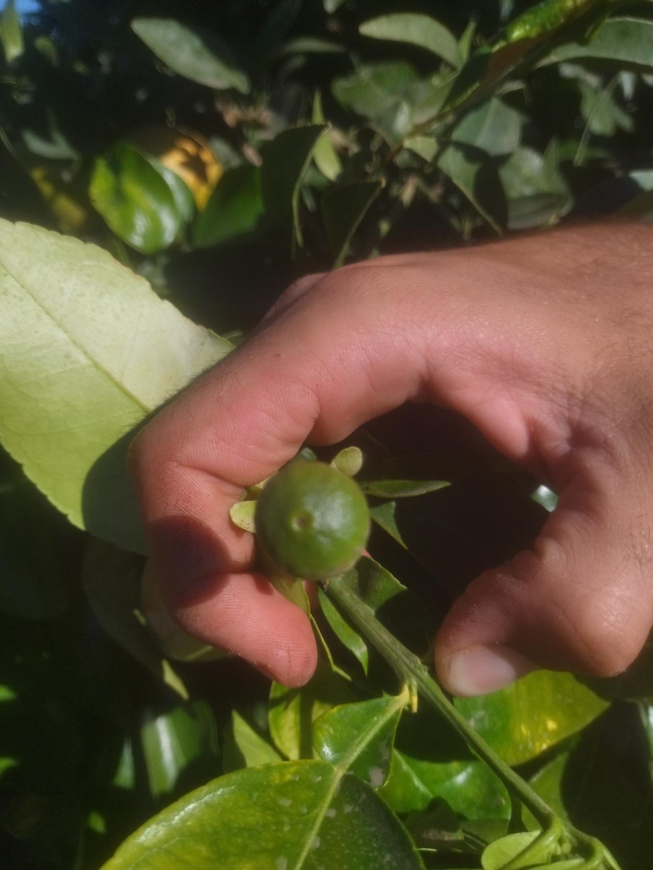 Un árbol de pomelos que florece en pleno noviembre como si fuese primavera.