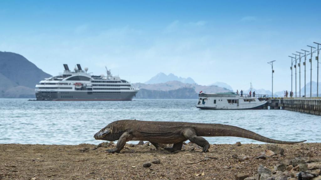 Un dragón o 'monstruo' de Komodo, el lagarto más grande que existe.