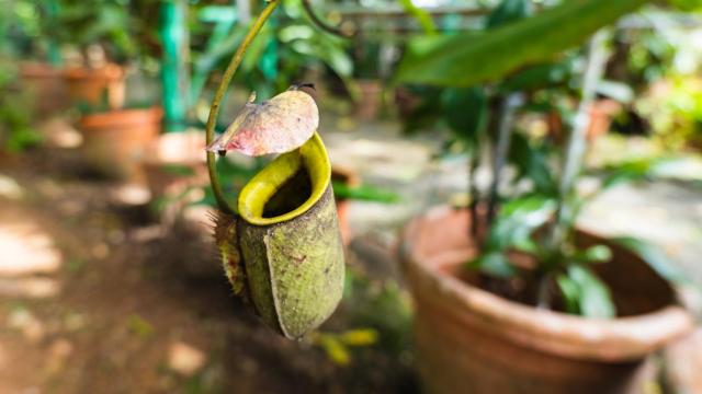 Descubre la planta carnívora e invasora en España que 'caza' bajo tierra