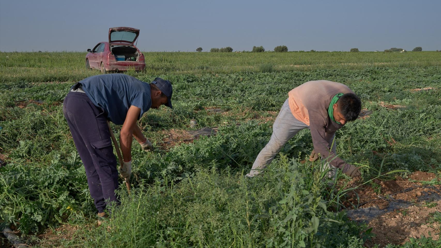 Agricultores en Castilla-La Mancha.