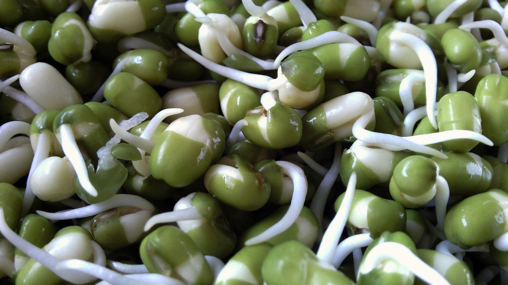 Microverduras.