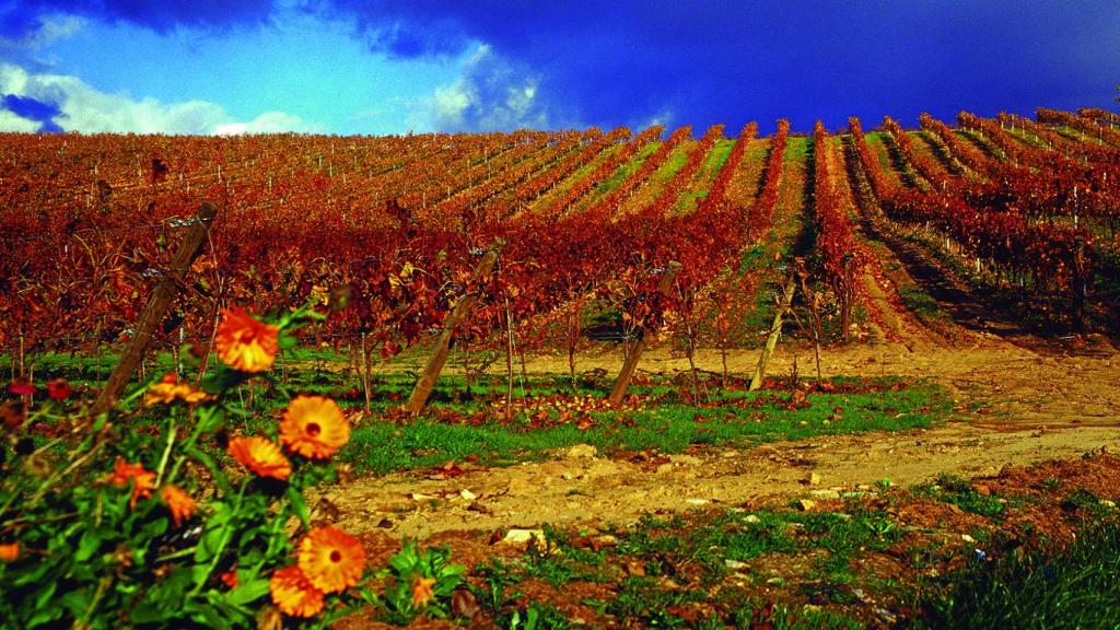 Viñedos en la Ruta del Vino del Bierzo