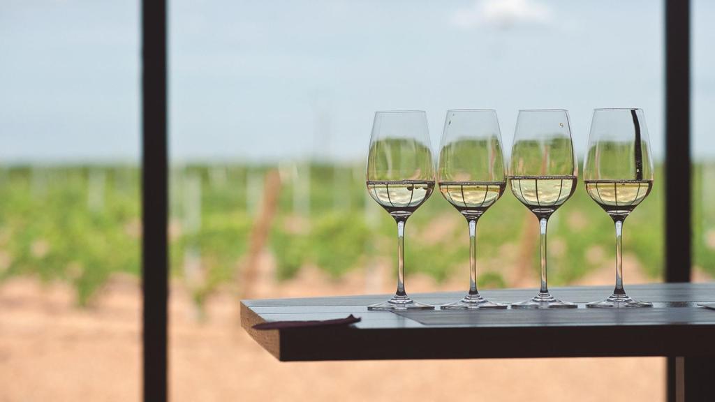 Vino verdejo