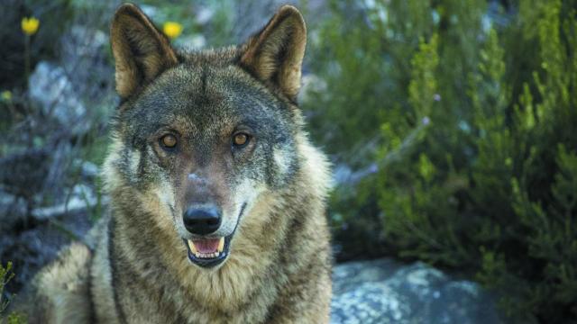 Un lobo en Castilla y León