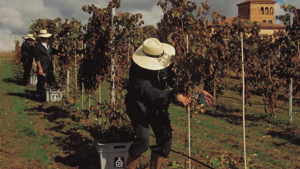 Vendimia en Los Arribes del Duero