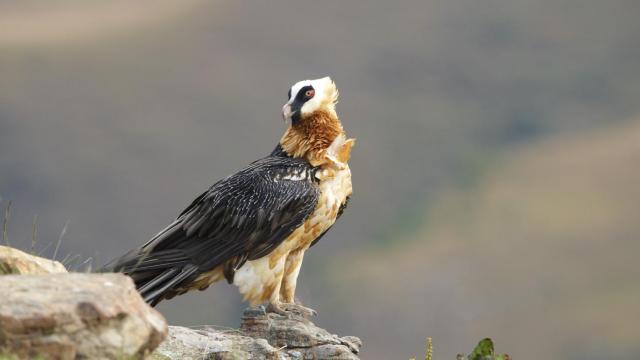 El plan para salvar al quebrantahuesos: la imponente ave que casi desaparece en España