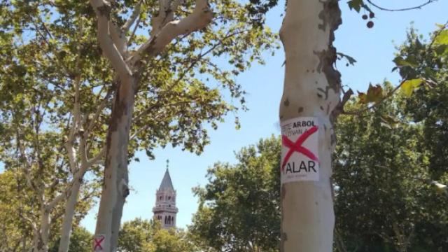 Uno de los árboles que se podrían talar por la ampliación de la línea.