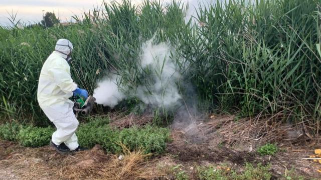 Un operario fumiga unos matorrales para evitar plagas de mosquitos.