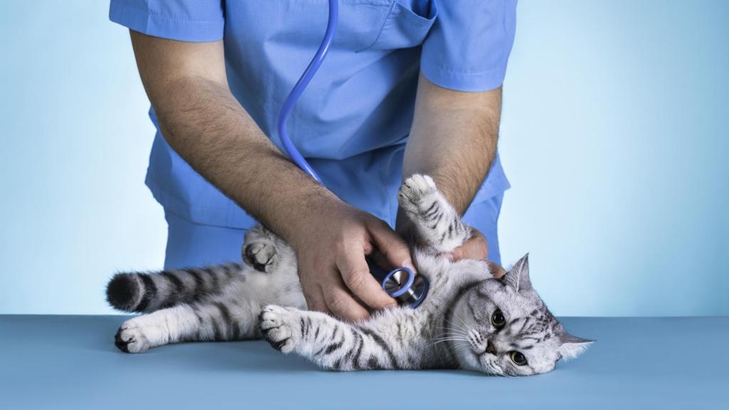 Un gato enfermo en el veterinario.