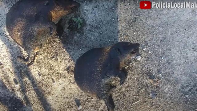 Imagen de los dos erizos quemados.