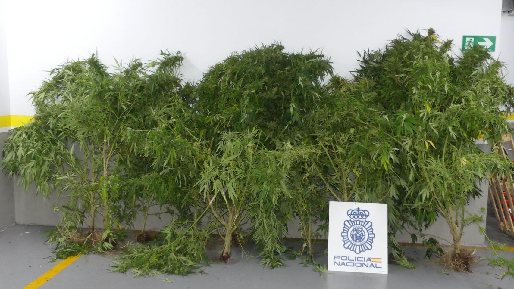 Plantas de marihuana intervenidas en Vilagarcía de Arousa.