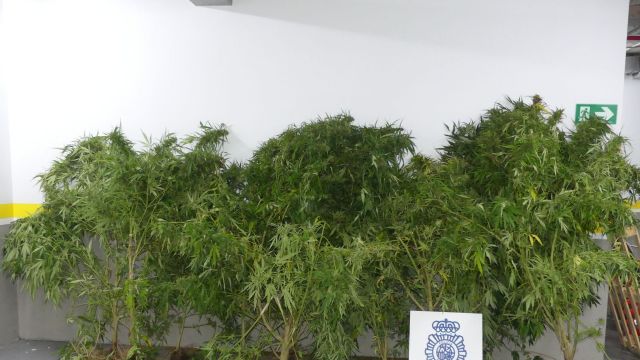 Plantas de marihuana intervenidas en Vilagarcía de Arousa.
