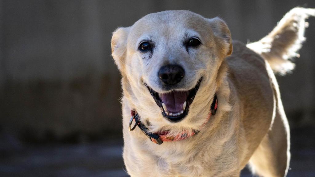 Uno de los perros abandonados. Europa Press