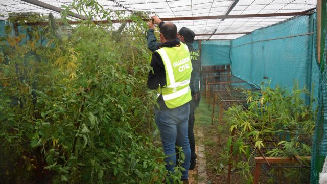 Actuación de la Guardia Civil en el invernadero hallado en San Esteban de Gormaz
