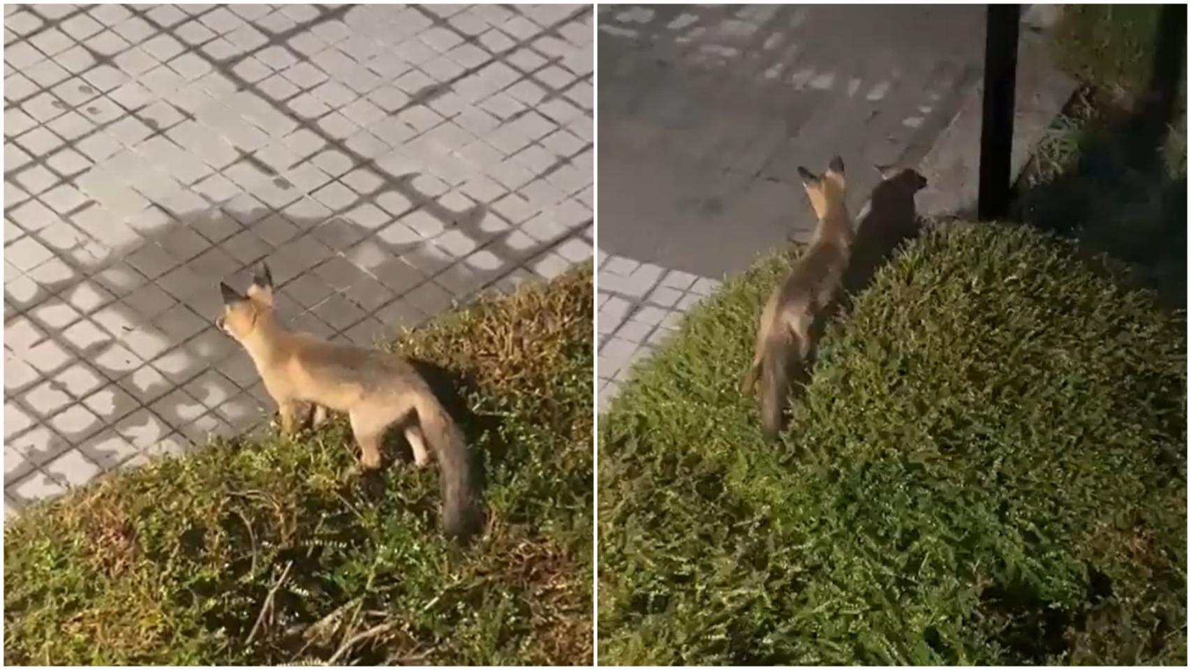 Dos divertidos visitantes de la Universidad de Vigo se hacen virales
