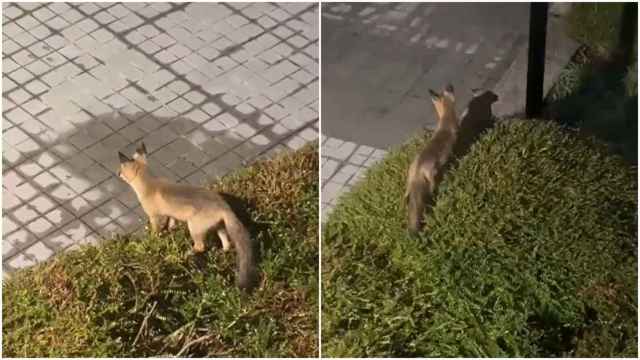 Dos divertidos visitantes de la Universidad de Vigo se hacen virales