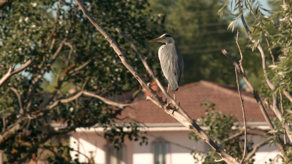 Aves en libertad. La ciudad de Zamora y sus distintos ecosistemas disfrutan de una gran variedad de especies
