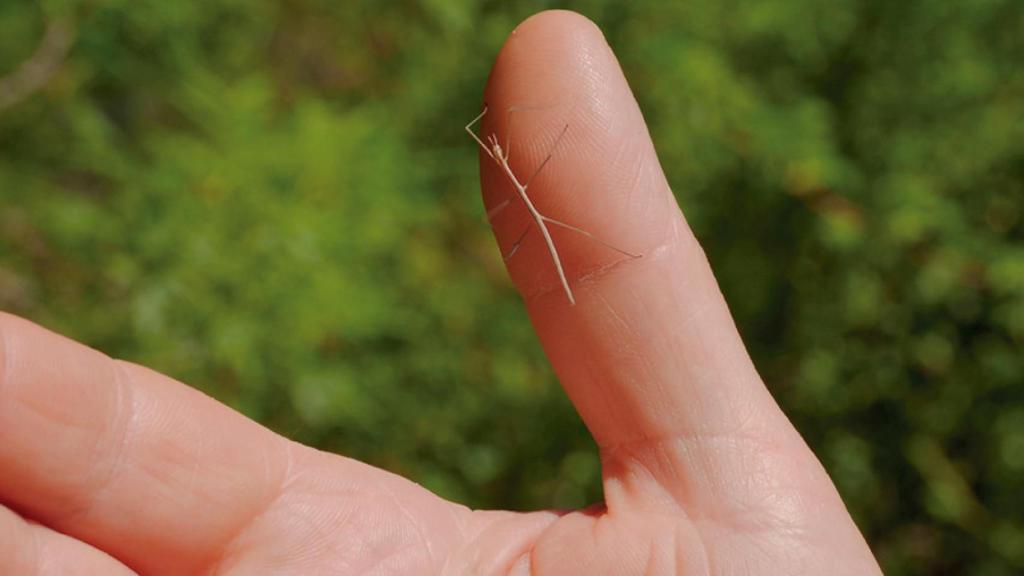 Observación de insectos en plena naturaleza