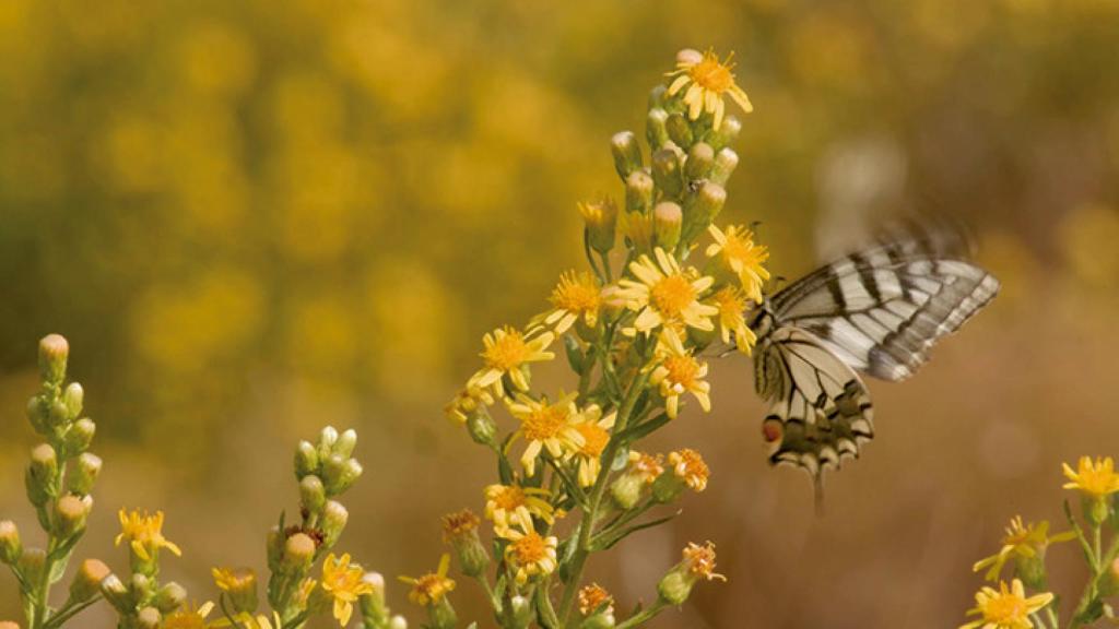 Una mariposa, inmortalizada en una fotografía