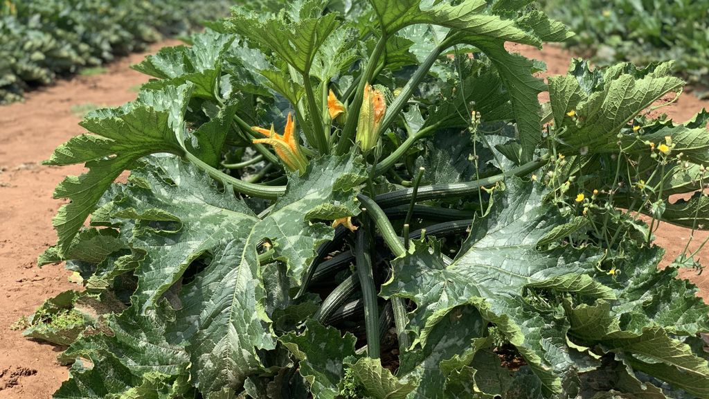 Calabacín y su flor